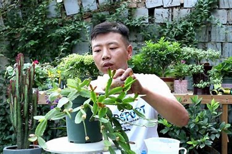 多肉植物施什么肥好
