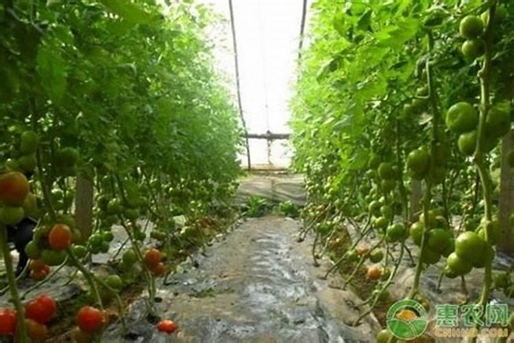 农用水锌肥和农用氯化钾可以一起使用吗