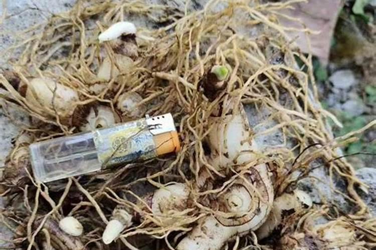 磷肥适合浇什么花