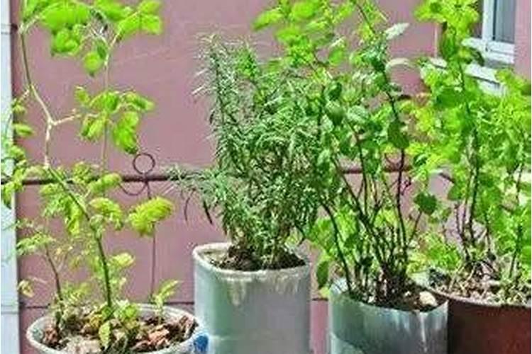 葡萄现在刚萌芽用什么药,怎么管理？