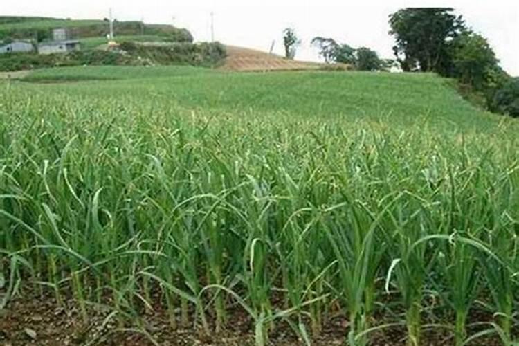 人奶可以给果树当肥料吗？