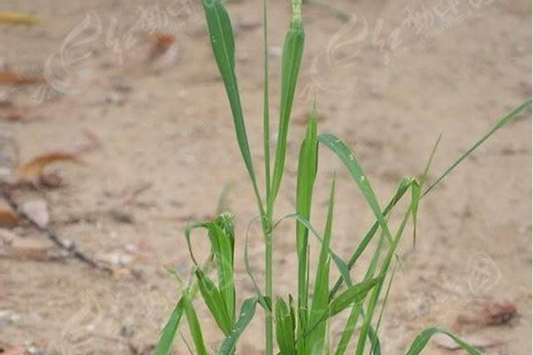 芸苔素的作用和使用方法