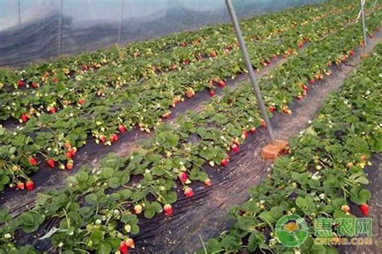 草莓在移栽定植前,都有哪些准备工作是必做的？