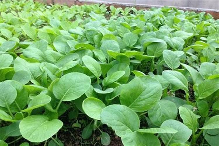 种植大白菜怎样施肥才产量高(种大白菜需要什么底肥)