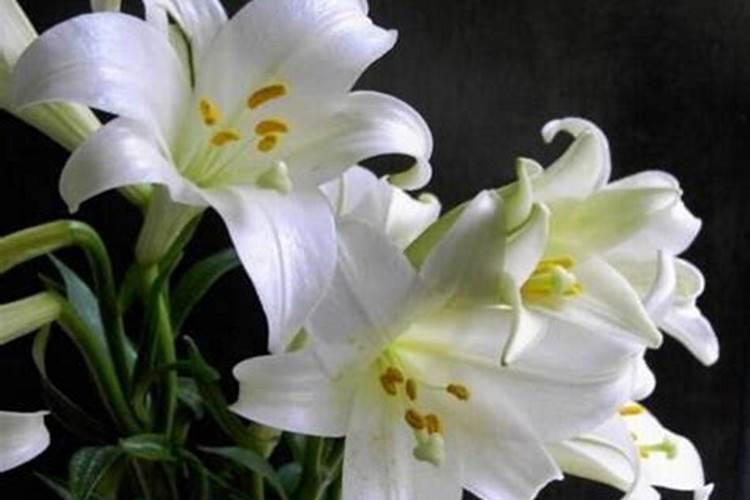 百合花施什么肥最好