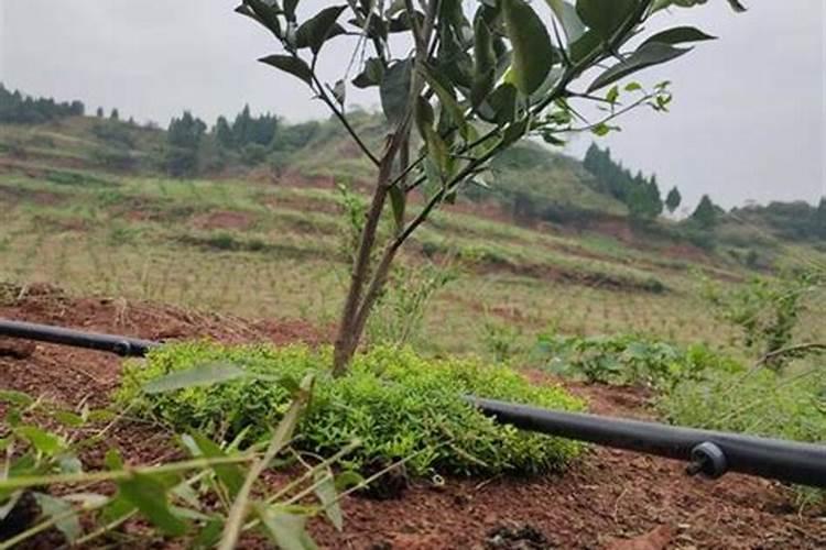 果树喷药和叶面肥6小时后下雨药液有无影响？