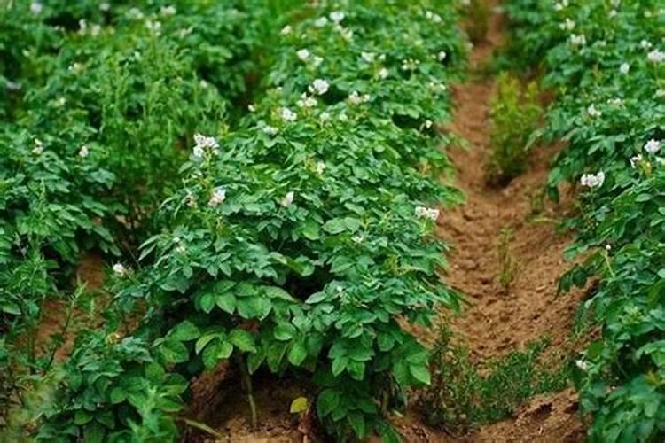 如何种植土豆 怎么种植土豆