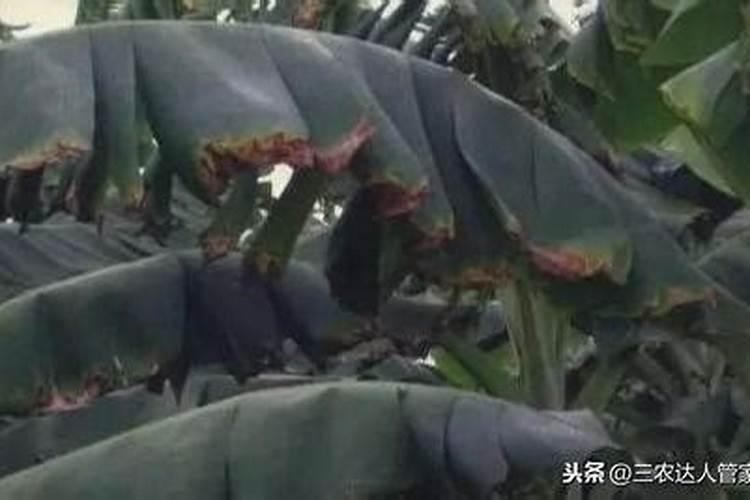 生姜底肥放什么肥好(底肥施用方法)