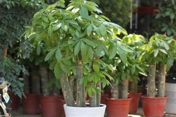 发财树适合多肉植物肥吗？
