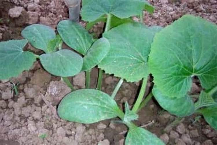 种草莓用什么肥料好 种草莓应该用什么肥料