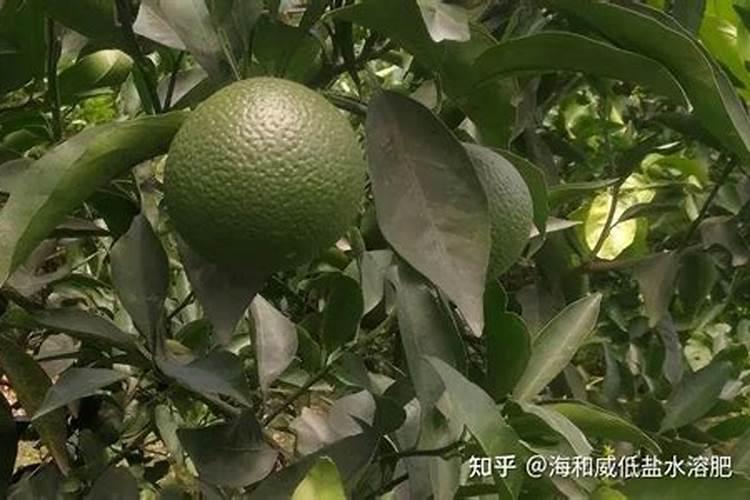 韭菜施肥什么肥料好 韭菜施肥啥肥料好