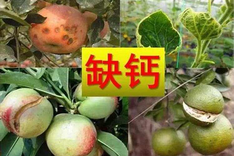 植物需要什么钙