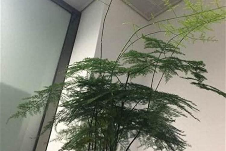 苹果因地追肥怎么做