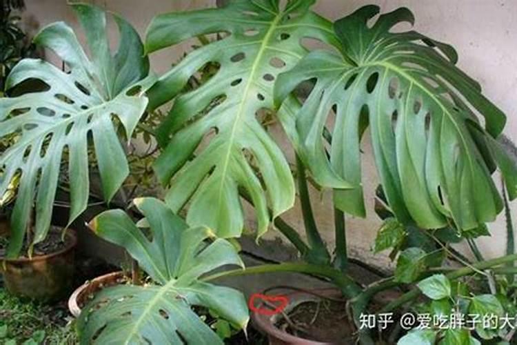叶面为什么要在上午十点前下午四点后喷施叶面肥为什么在上午十点前...