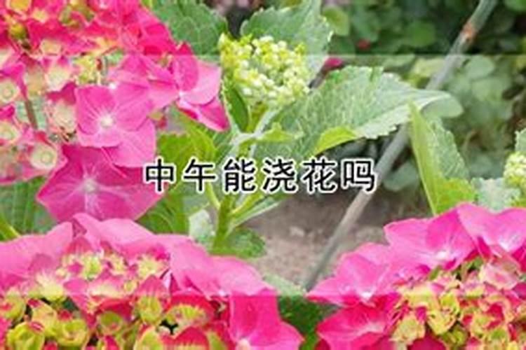 兰花叶面喷水好吗？注意什么？