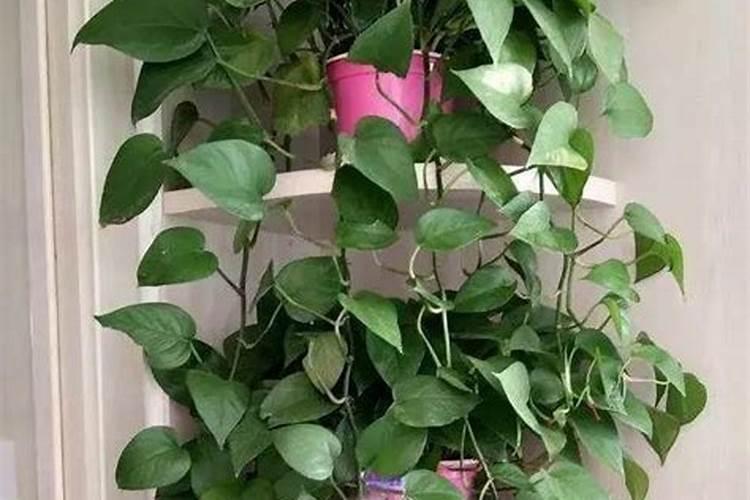 叶面肥什么时候打合适