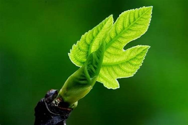 月季萌芽嫩叶阶段能喷施叶面肥吗