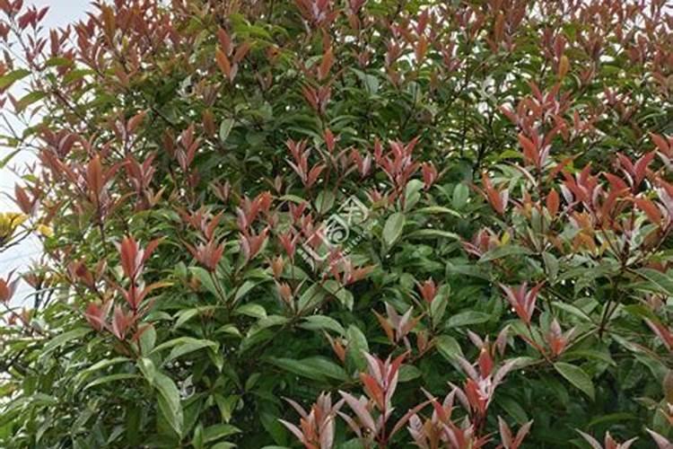 油菜叶面肥什么时间施最好花卉百科