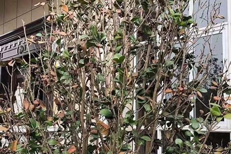 棉花怎么使用叶面肥 棉花施肥方法介绍