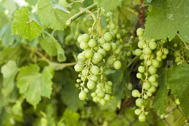 瓜果蔬菜喷叶面肥有什么好处(蔬菜叶面肥什么时候喷好)