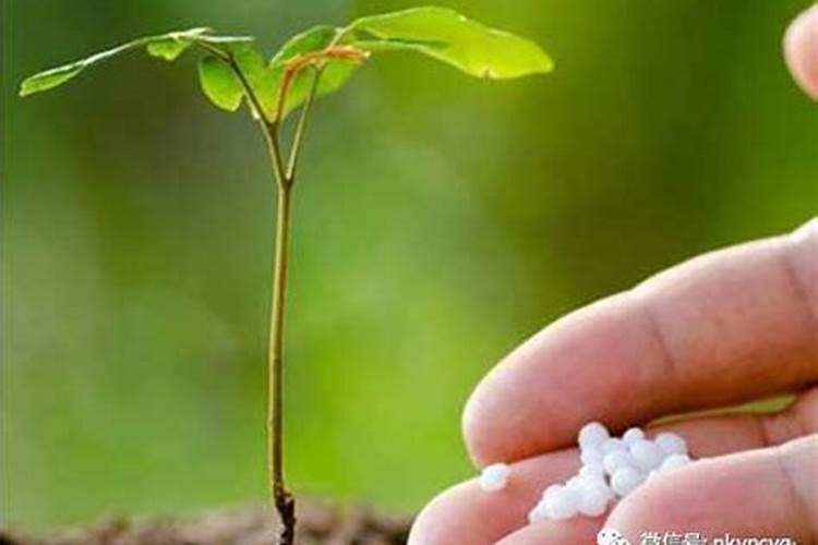 观叶植物施什么肥最好