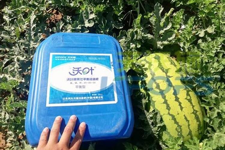 自家种番茄家里用什么肥料