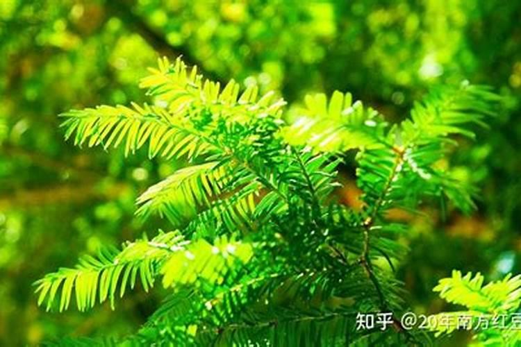 红豆杉怎么施肥