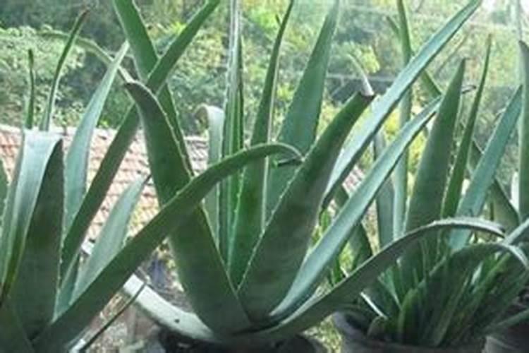 鱼饵料可以当养花肥料;给花施肥用什么肥料