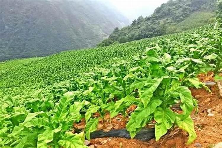 烤烟种植技术与方法