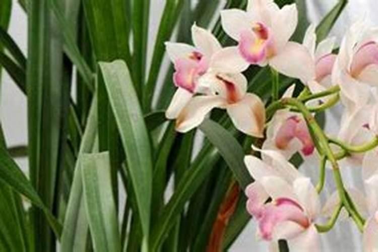 用什么给兰花根消毒