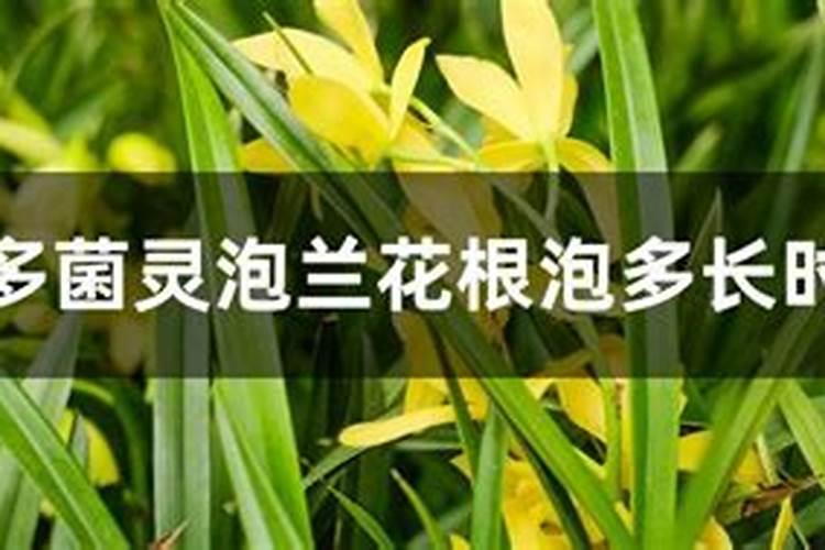 多菌灵泡兰花根泡多长时间 兰花的养殖要点