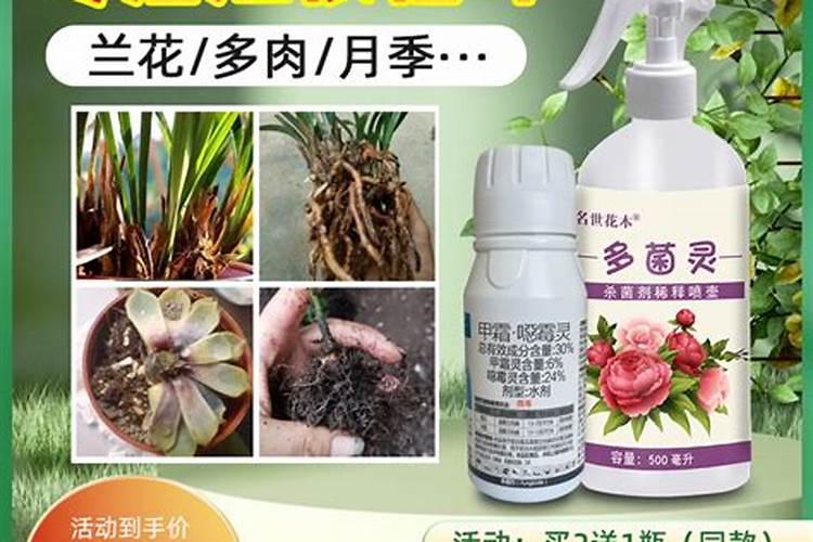 兰花修跟根后用什么泡