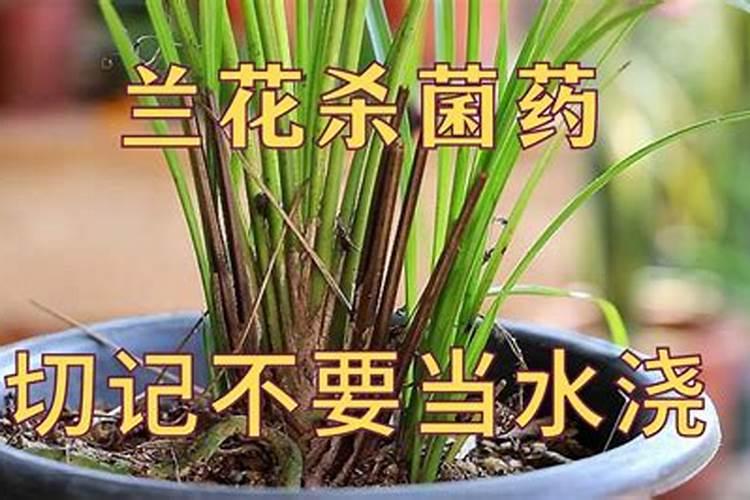兰花消毒用什么药