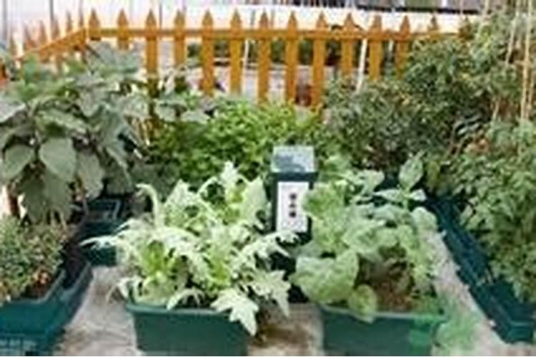 生菜种植方法