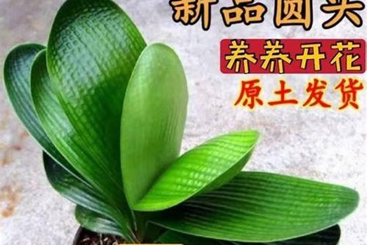 种完谷子的地种生菜好吗？