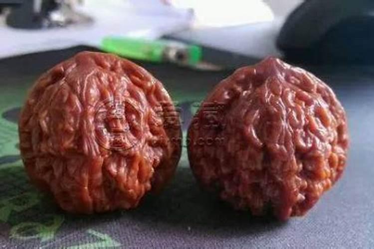 全国最大的核桃种苗输出地全国最大的核桃种植基地