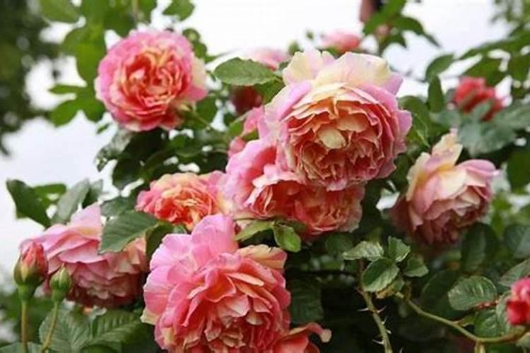 屋顶种菜要准备些什么？