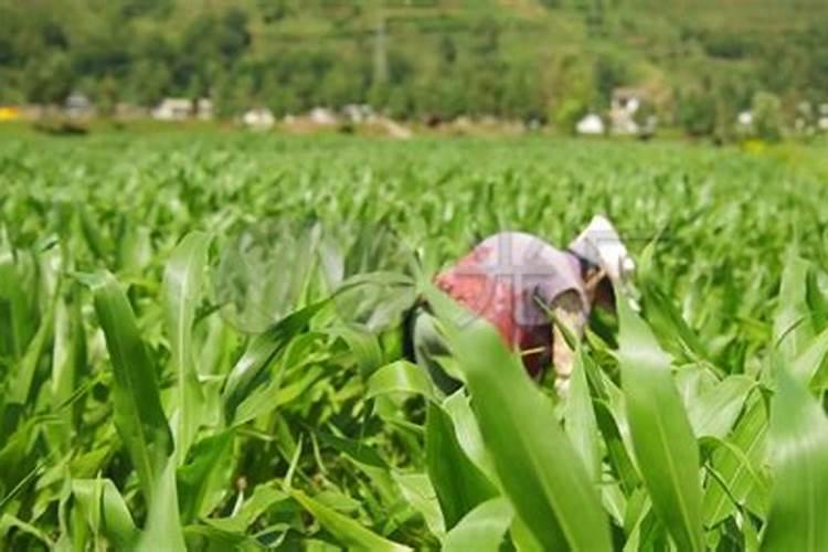 玉米地重茬用什么肥料好？