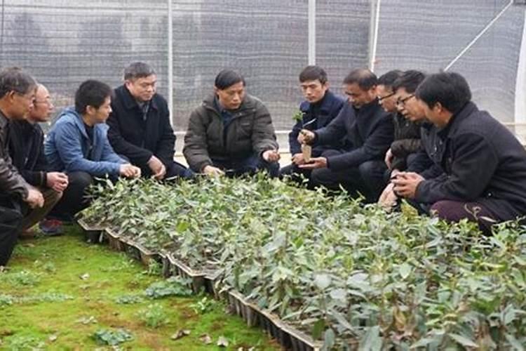 扦插的茶花生了根但不长嫩叶子怎么办？