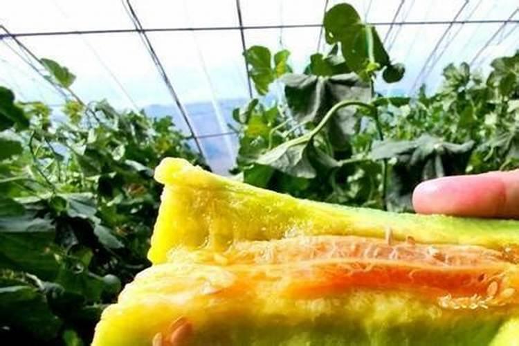 鱼蛋白和海藻精哪种好