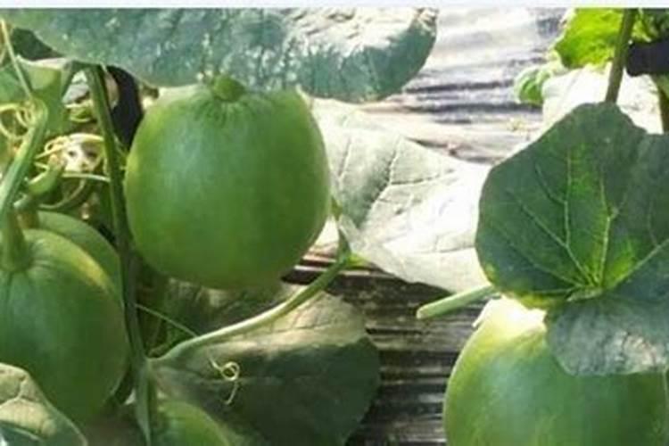 想要让香瓜种的又大又甜,种植的时候要注意什么？