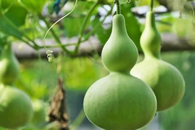 新鲜绿叶蔬菜怎么保存得更久如何保存青菜