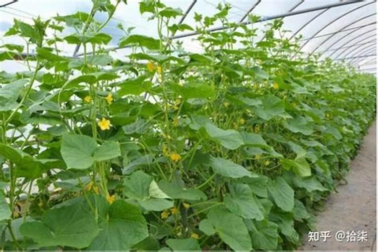 生姜用什么肥料好
