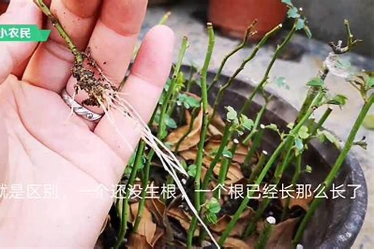 什么肥料生根最快最好
