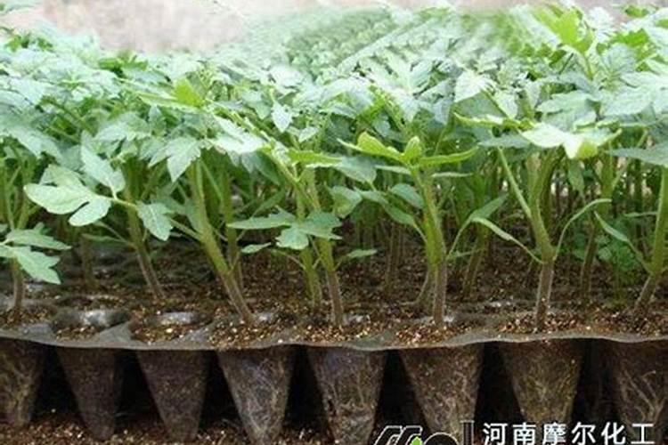 葡萄补钙后仍然缺钙原因(给葡萄补钙什么钙肥最好)