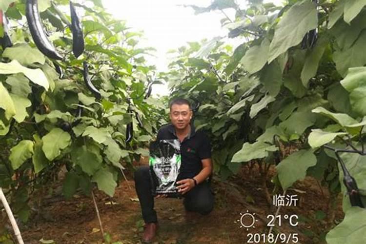 24一表芸苔素内酯用多了有害吗？