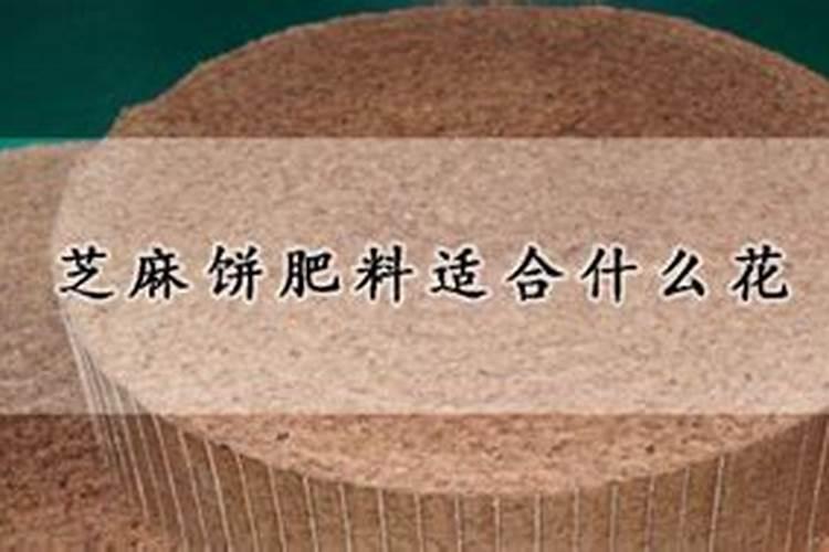 如何用芝麻饼泡水给月季施肥呢？