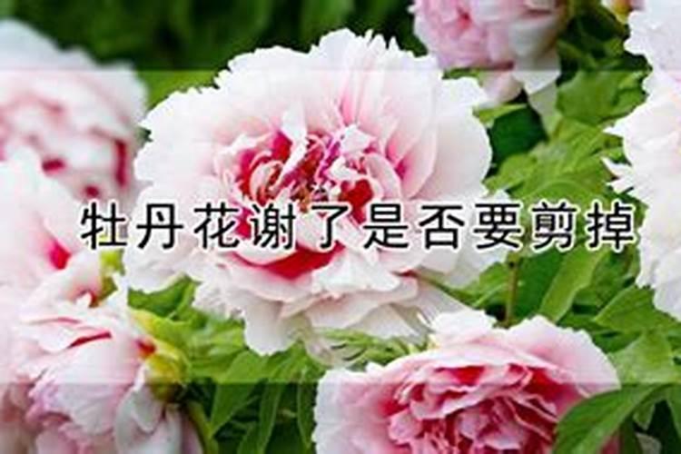 牡丹花花谢后怎么处理,花谢后养护方法