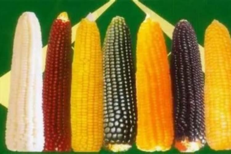 新乡市金谷生物技术有限公司怎么样？