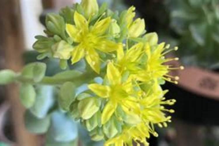 为什么多肉养养变绿